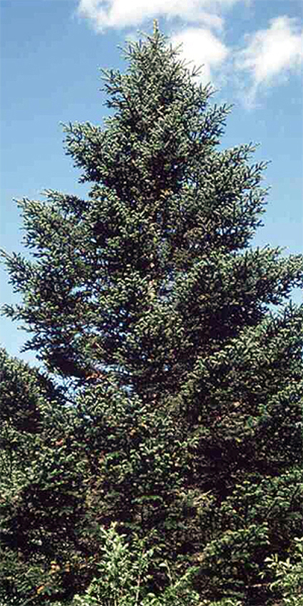 Photos Abies holophylla - White fir