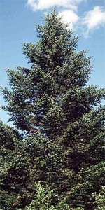 Photos Abies holophylla