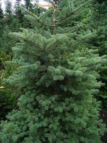 Photos Abies koreana - Fir