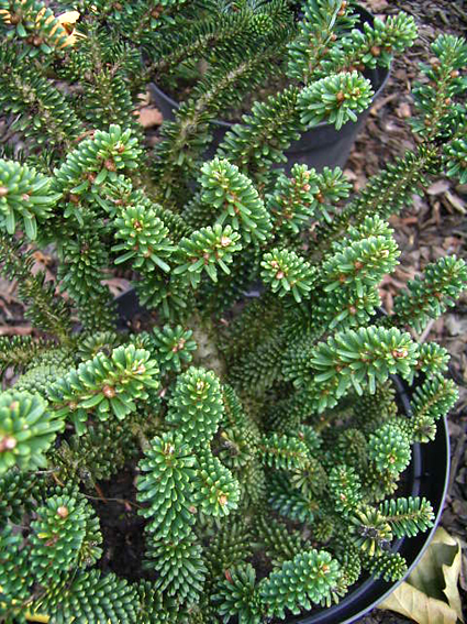 Photos Abies koreana - Fir