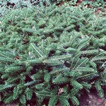 Photos Abies koreana