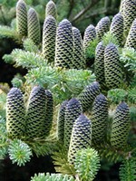 Photos Abies koreana