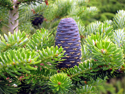 Photos Abies koreana - Fir