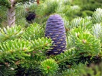 Photos Abies koreana