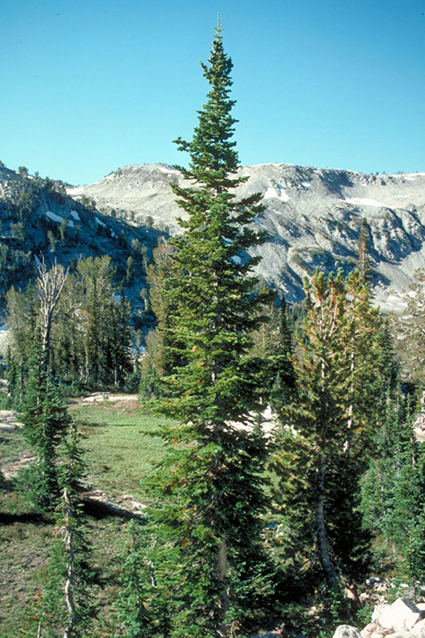 Photos Abies lasiocarpa - Subalpine fir