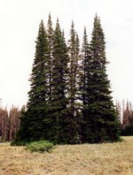 Photos Abies lasiocarpa