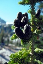 Photos Abies lasiocarpa - Subalpine fir