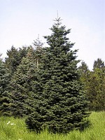 Photos Abies magnifica