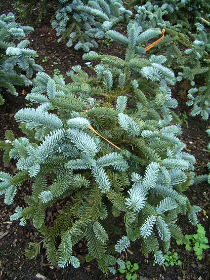 Photos Abies nobilis - White fir