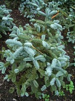 Photos Abies nobilis