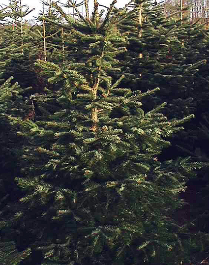 Photos Abies nordmanniana - Fir