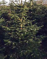Photos Abies nordmanniana
