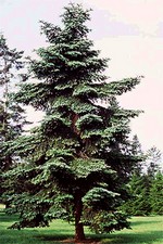 Photos Abies numidica