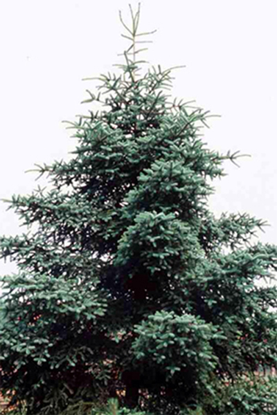 Fotos Abies pinsapo - 