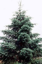 Photos Abies pinsapo