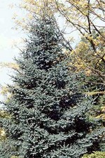 Photos Abies pinsapo