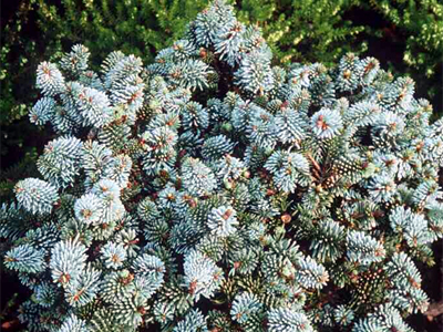Photos Abies procera - Noble fir