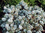 Photos Abies procera - Noble fir