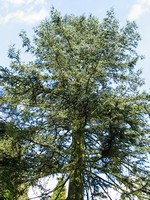 Photos Abies procera