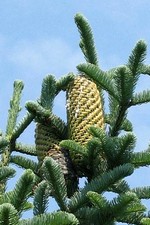 Photos Abies procera