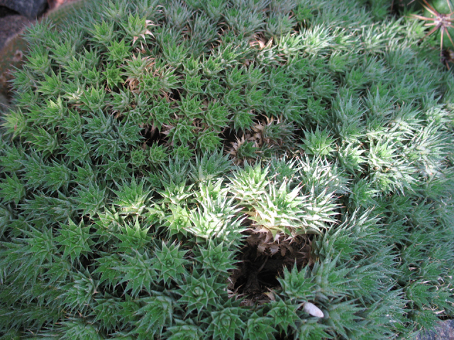 Photos Abromeitiellea brevifolia - 