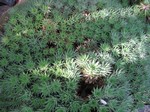 Abromeitiellea brevifolia - 