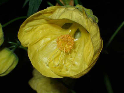 Photos Abutilon x hybridum - Indian mallow
