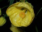 Photos Abutilon x hybridum - Indian mallow