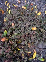 Acaena microphylla - Kupferrotes Stacheln��chen Kupferteppich