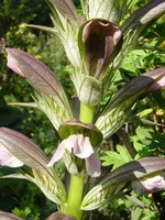 Photos Acanthus hungaricus