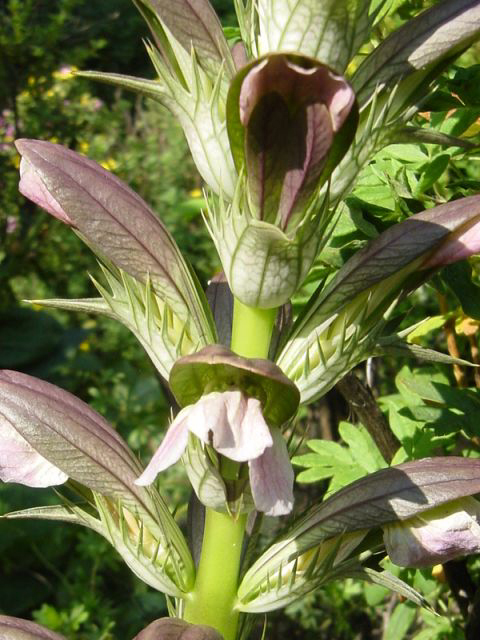 Fotos Acanthus spinosus - 