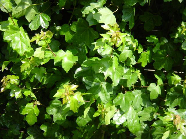 Photos Acer campestre - Bigleaf maple