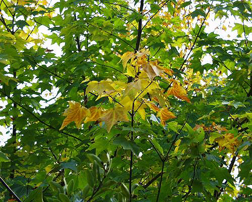 Photos Acer cappadocicum - Bigleaf maple