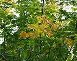 Photos Acer cappadocicum