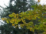 Photos Acer cappadocicum