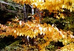 Photos Acer carpinifolium