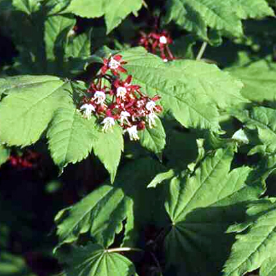 Photos Acer circinatum - Bigleaf maple