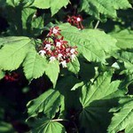 Photos Acer circinatum
