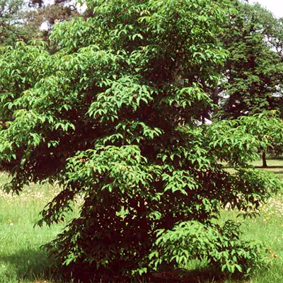 Photos Acer cissifolium - Bigleaf maple