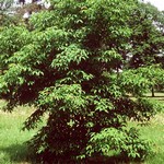 Photos Acer cissifolium - Bigleaf maple