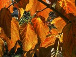 Photos Acer davidii