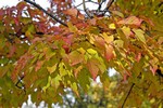 Photos Acer ginnala