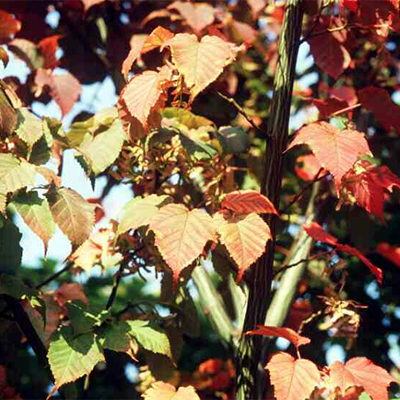 Photos Acer grosseri - Bigleaf maple
