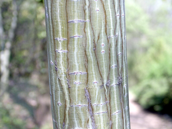 Photos Acer grosseri var. hersii - Bigleaf maple