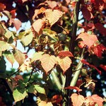 Photos Acer grosseri