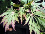 Photos Acer japonicum