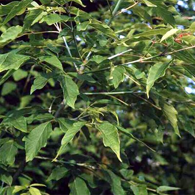 Photos Acer negundo - Boxelder
