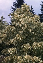 Photos Acer negundo