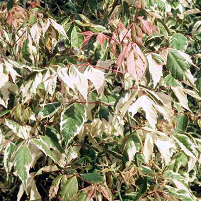 Photos Acer negundo - Boxelder