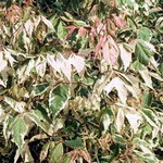Photos Acer negundo